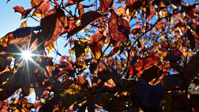 Rote Blätter: Zum Herbst gibt es einige Änderungen für Verbraucherinnen und Verbraucher.
