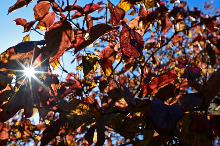 Rote Blätter: Zum Herbst gibt es einige Änderungen für Verbraucherinnen und Verbraucher.