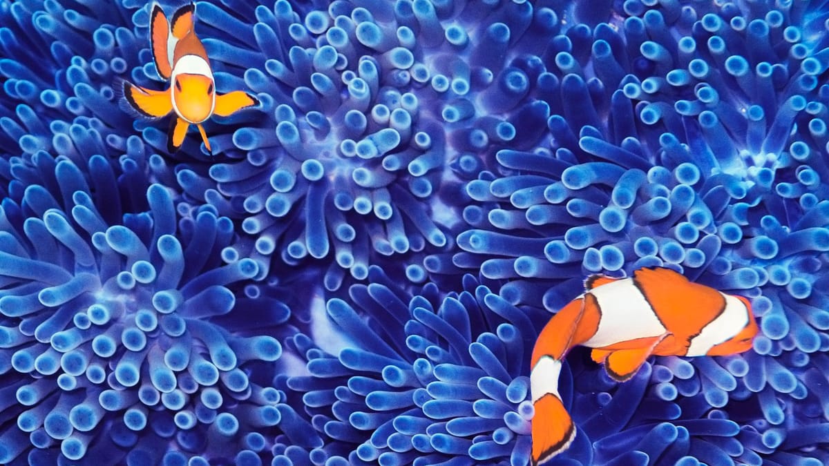 Klimawandel: Korallenriffe in den Tropen wohl für immer verloren