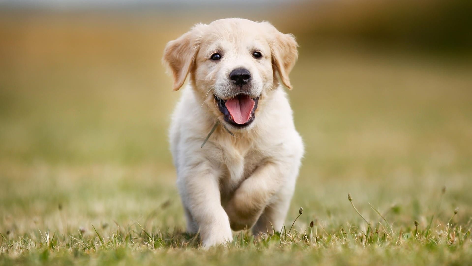 Golden Retriever Welpe