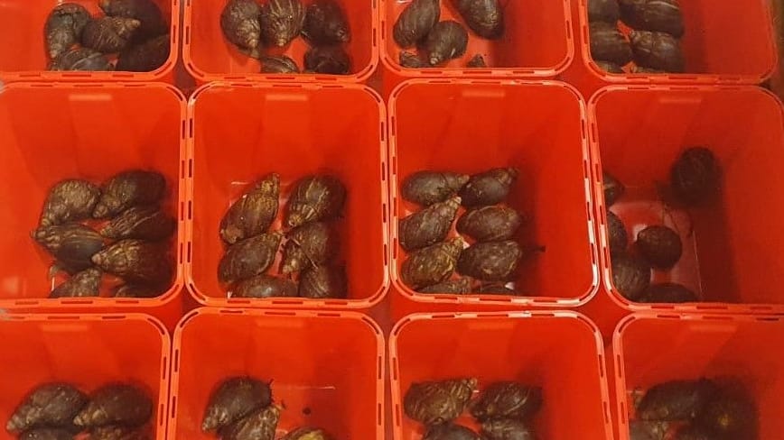 Kistenweise Schnecken: Fast 100 von ihnen tummelten sich in den Verpackungen.