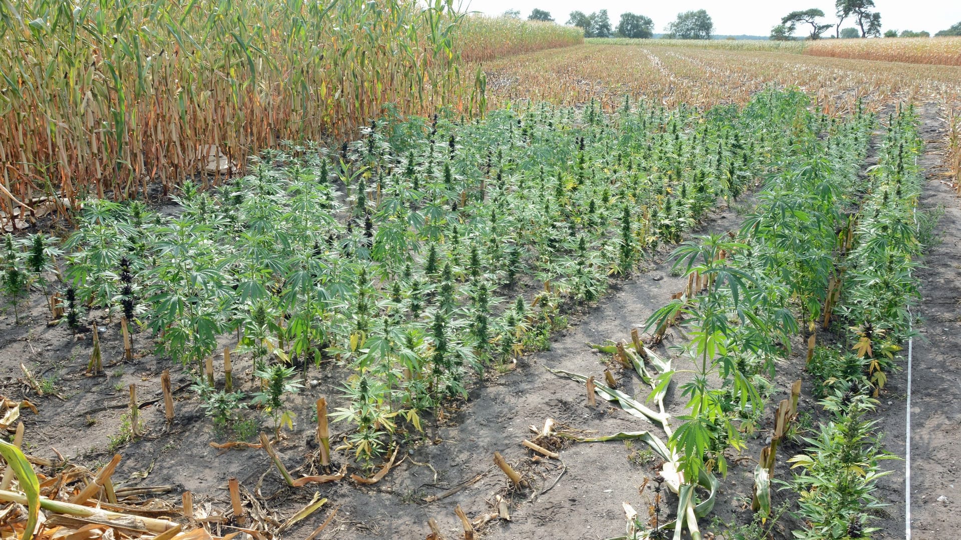 Erntereif: Rund 400 Cannabispflanzen fand der Landwirt auf seinem Feld bei Hollenseth. Erntereif: Rund 400 Cannabispflanzen fand der Landwirt auf seinem Feld bei Hollenseth.