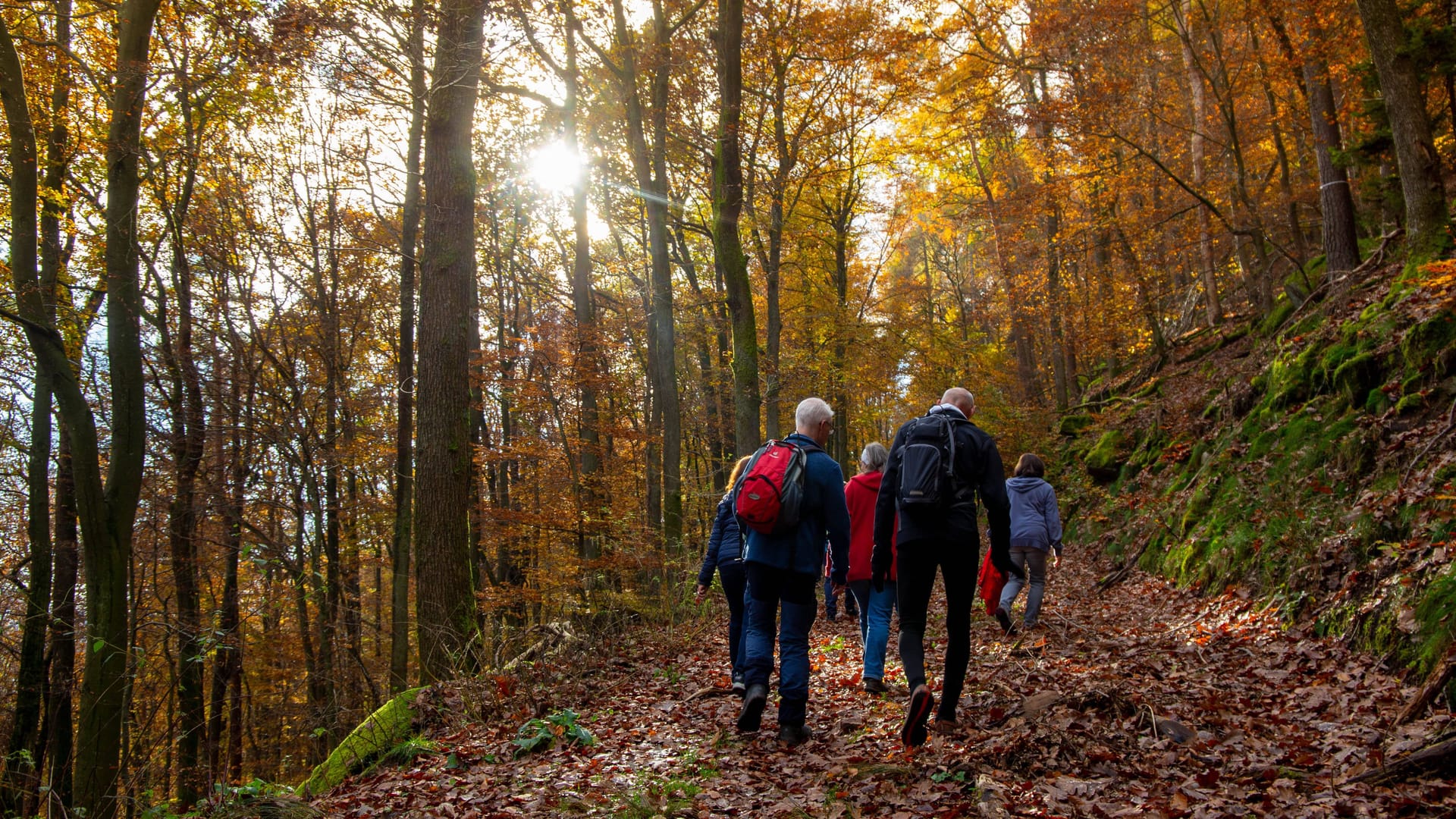 Augen auf beim Wandern: Aufmerksame Besucher werden im Pfälzerwald entlang des Weges reichlich Kastanien finden.