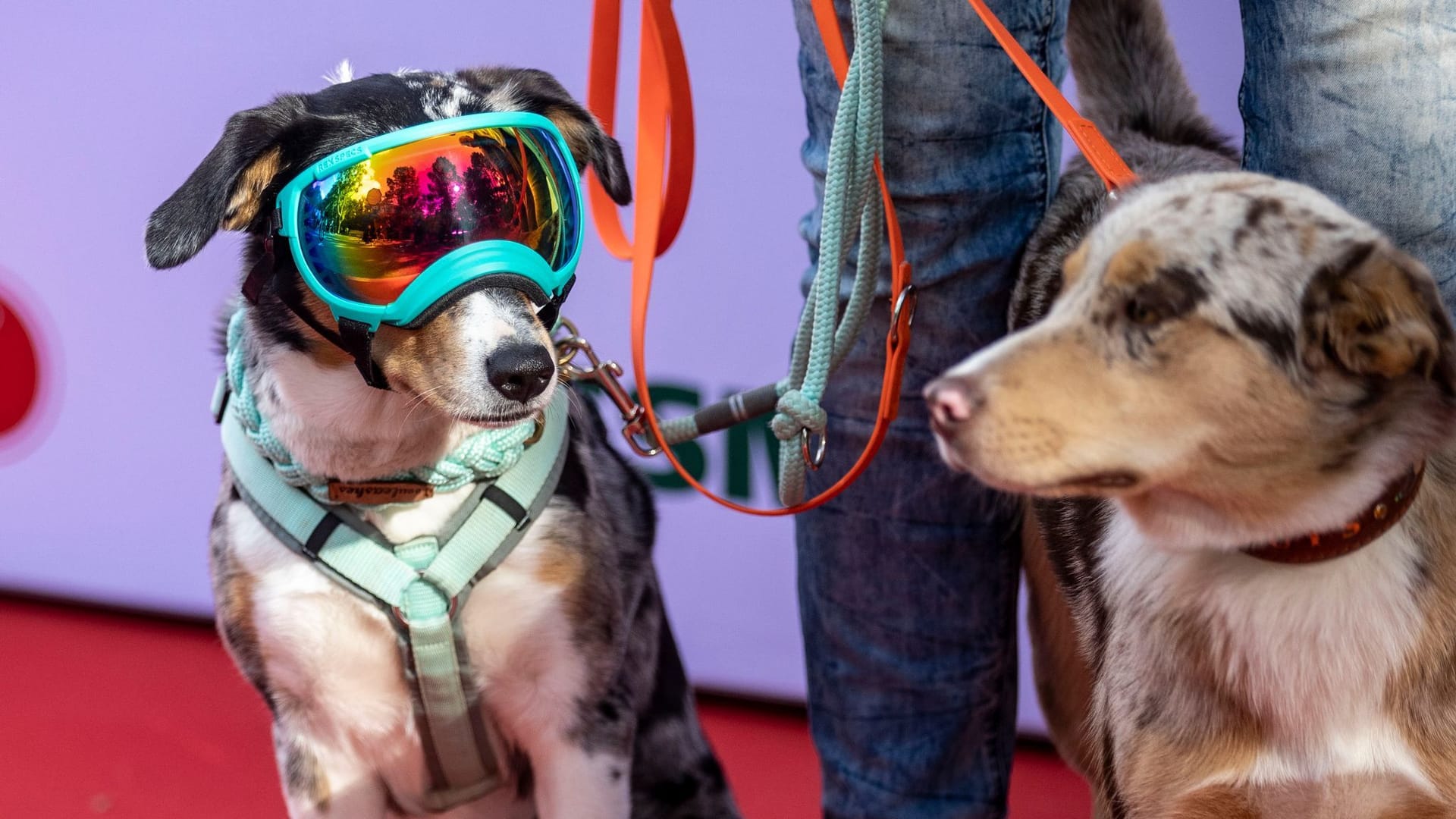 Die Hunde Zasou (l) und Nuts auf dem roten Teppich bei der Party und Verleihung der "German Petfluencer Awards": Haustiere wurden in mehreren Kategorien ausgezeichnet. Die Hunde Zasou (l) und Nuts auf dem roten Teppich bei der Party und Verleihung der "German Petfluencer Awards": Haustiere wurden in mehreren Kategorien ausgezeichnet.