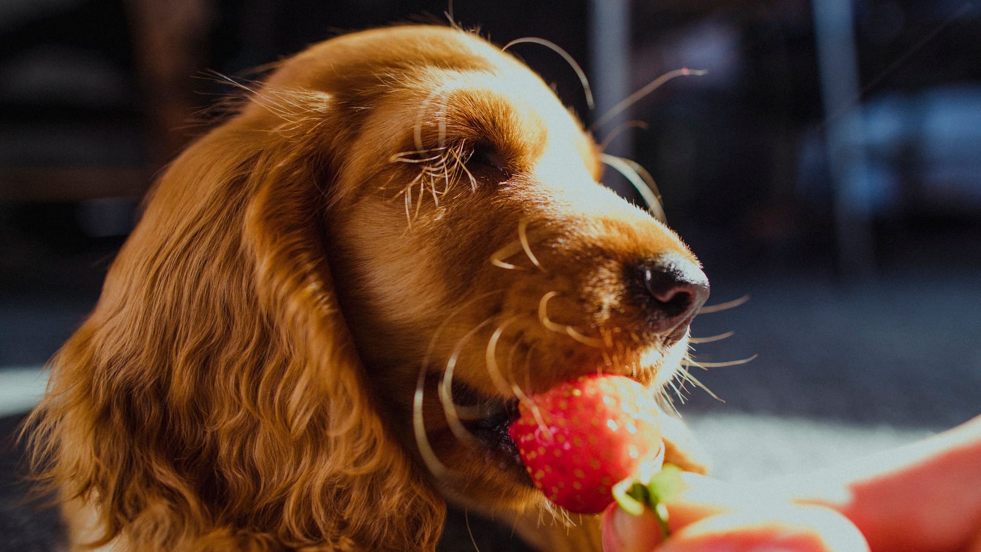 Richtige Menge: Wer beim Verfüttern von Beeren nicht die Menge im Auge behält, riskiert gesundheitliche Schäden für den Hund.