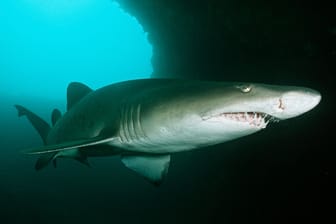 In Südafrika wurde eine Frau von einem Hai getötet. (Symbolfoto)