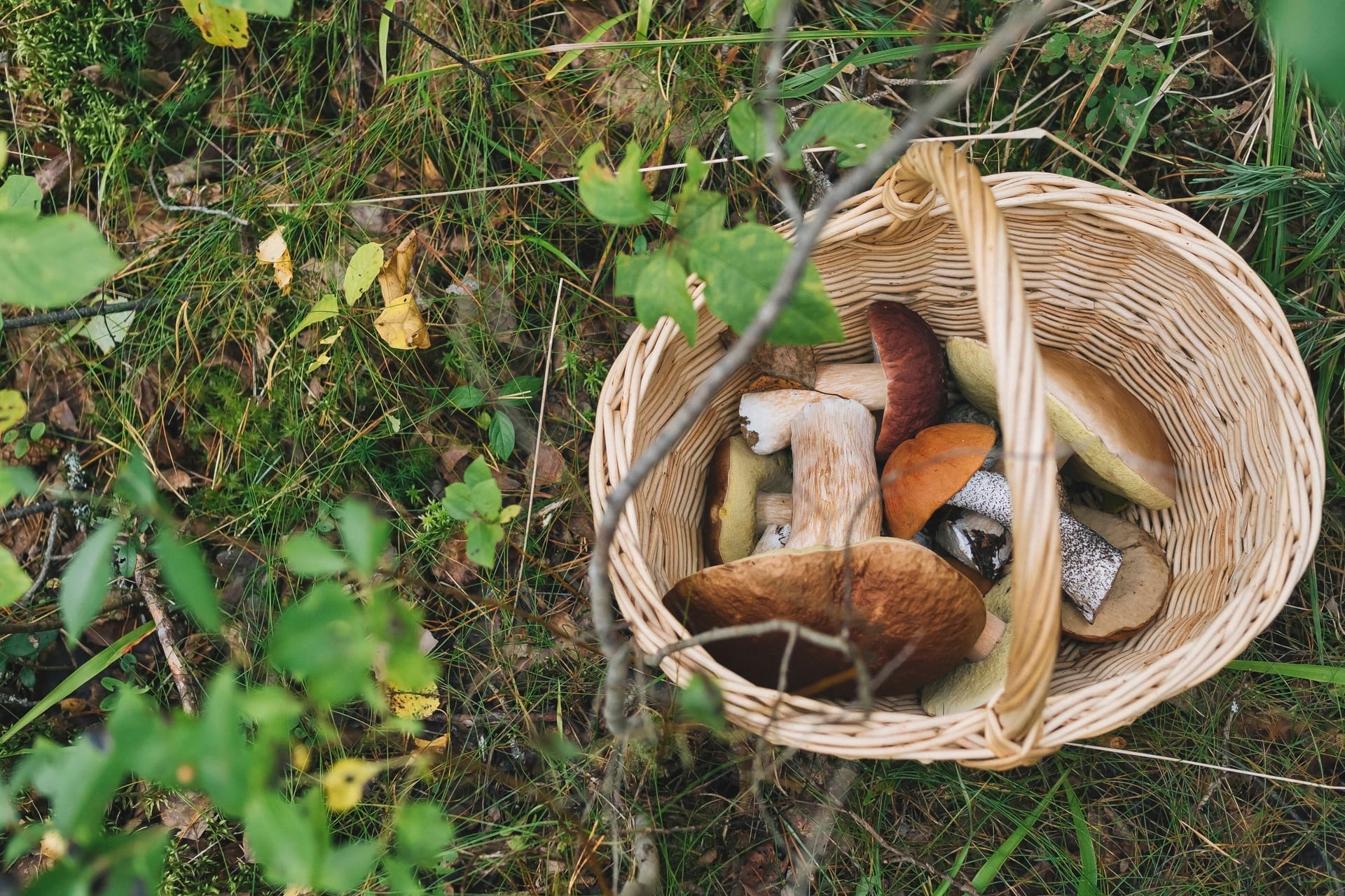 Ein Korb mit Pilzen im Wald (Archivbild): Die Frau alarmierte die Polizei.