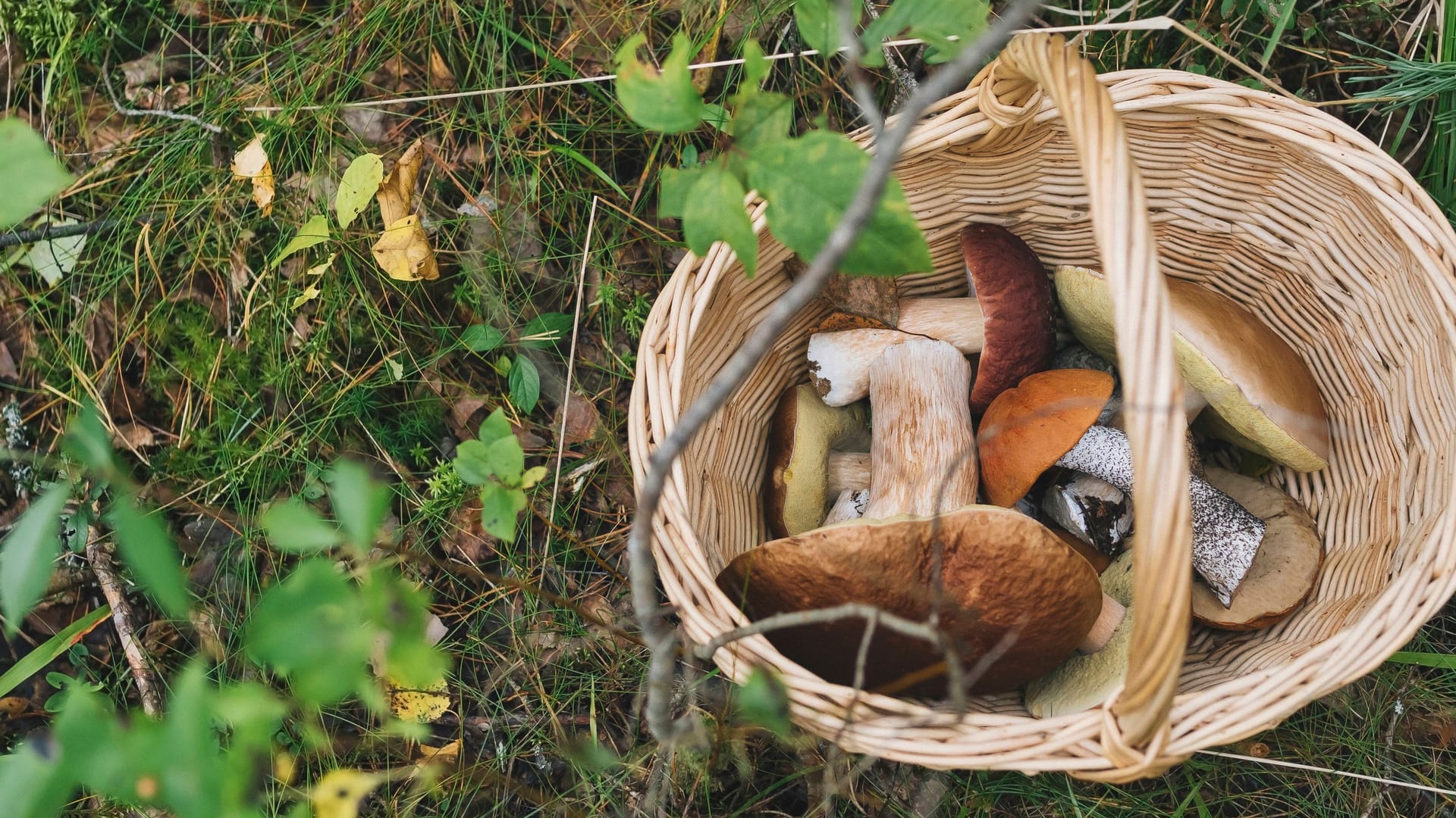 Ein Korb mit Pilzen im Wald (Archivbild): Die Frau alarmierte die Polizei.