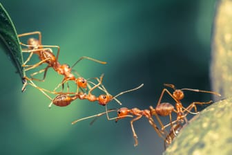Eine Ameisenbrücke: Auf jeden Menschen kommen der Schätzung zufolge rund 2,5 Millionen Ameisen.