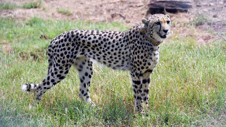 Ein Gepard, ausgesetzt in Indien: Die ausgestorbene Art wurden aus Namibia wieder eingeführt.