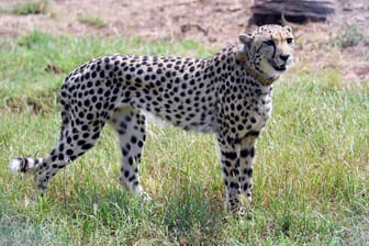 Ein Gepard, ausgesetzt in Indien: Die ausgestorbene Art wurden aus Namibia wieder eingeführt.