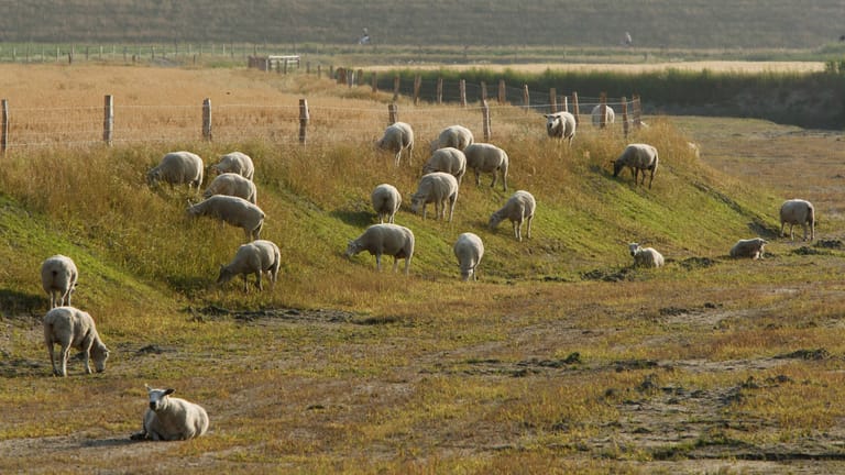 Schafe auf einer Weide (Symbolbild): Fünf seiner Tiere konnte ein Schäfer nicht mehr retten.