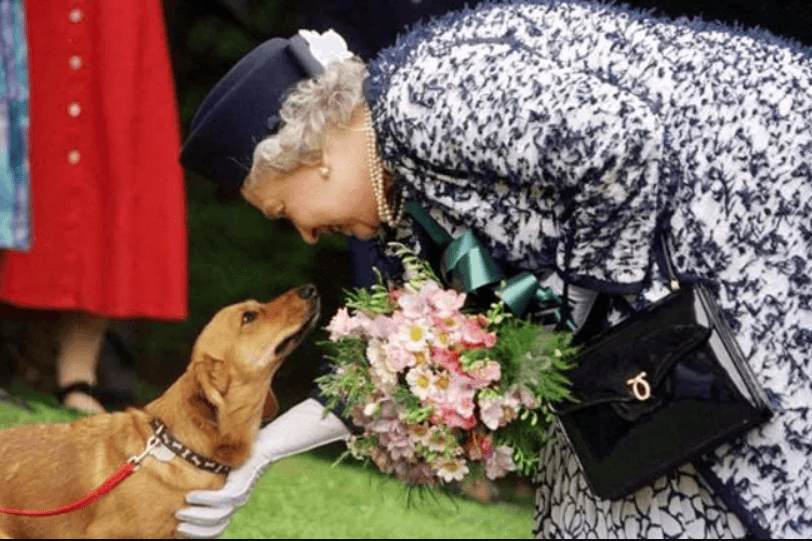 Untrennbar miteinander verbunden: Die Queen und die Corgis. Mehr als 30 der vierbeinigen Freunde hatte sie im Laufe ihres Lebens.