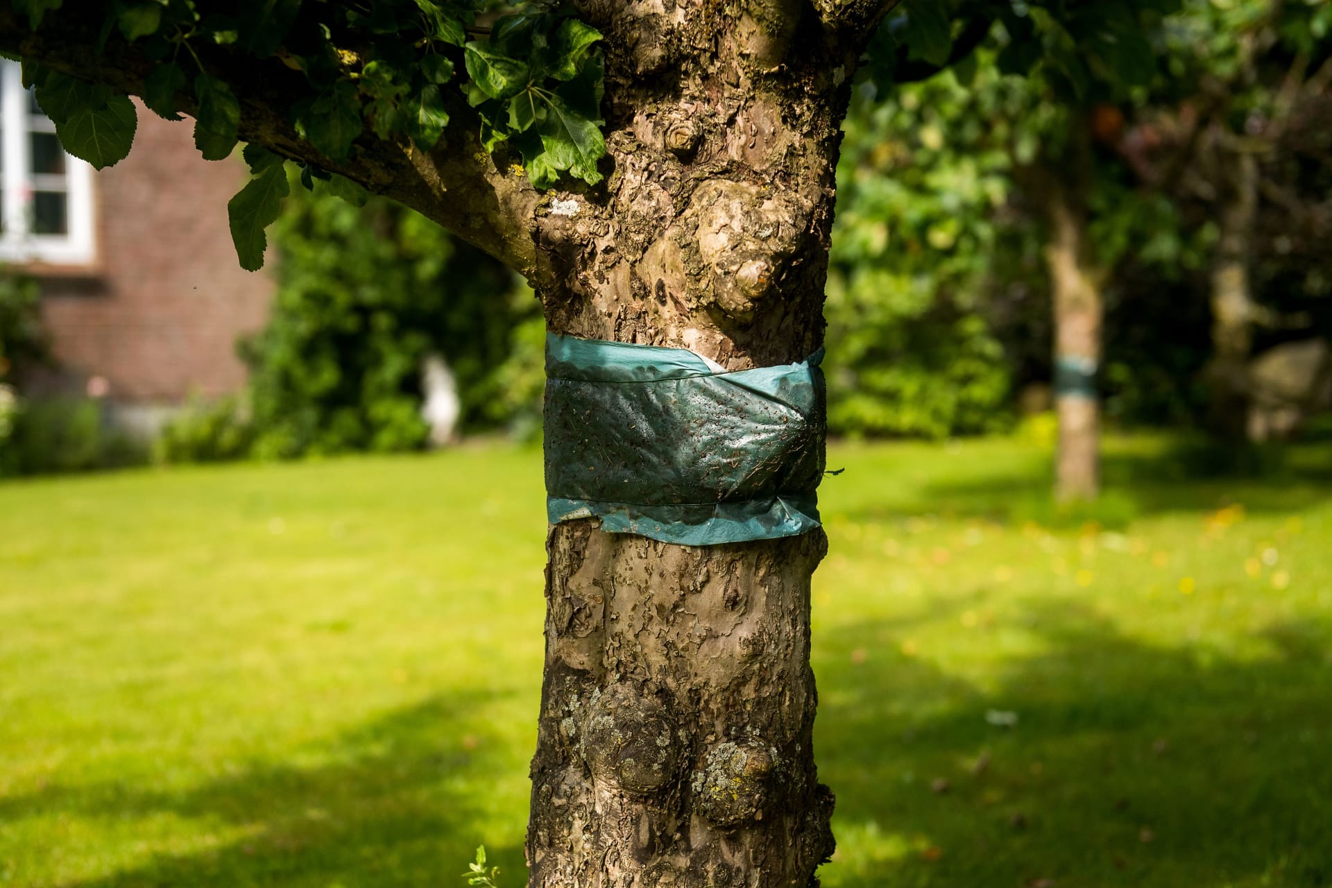 Der klebrige Schutz: Leim drauf und die Schädlinge kommen nicht mehr den Baumstamm hoch.