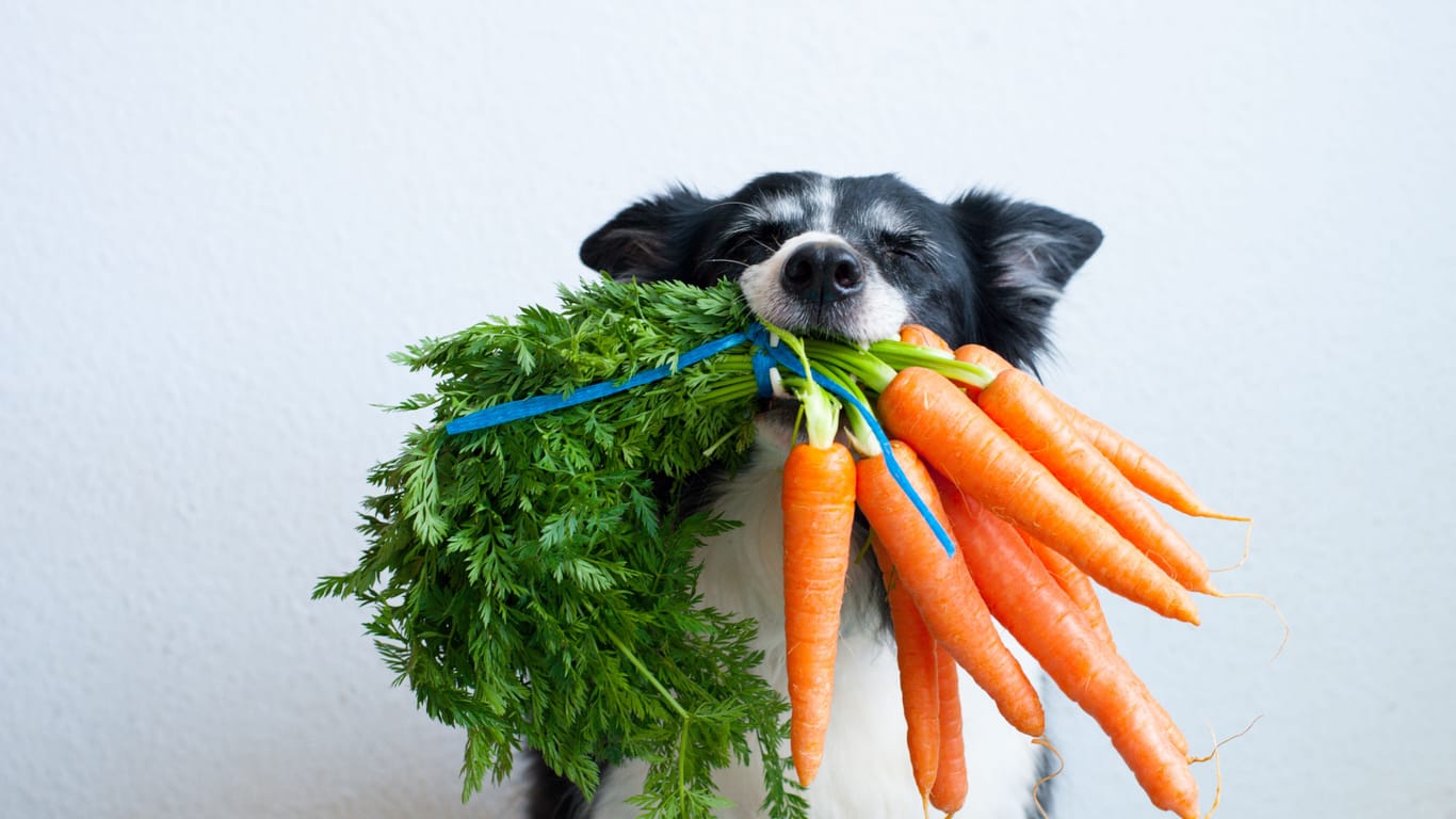 Ernährung der Hunde: Gemüse ist auch für die Haustiere wichtig.