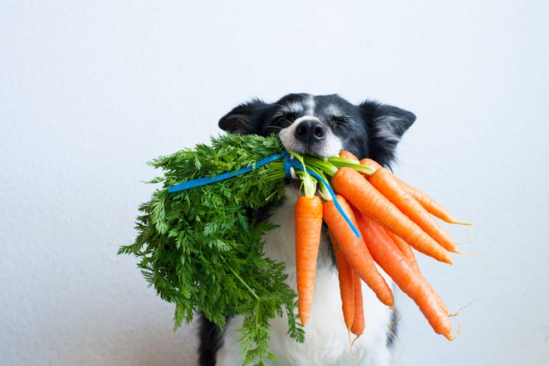 Ernährung der Hunde: Gemüse ist auch für die Haustiere wichtig.