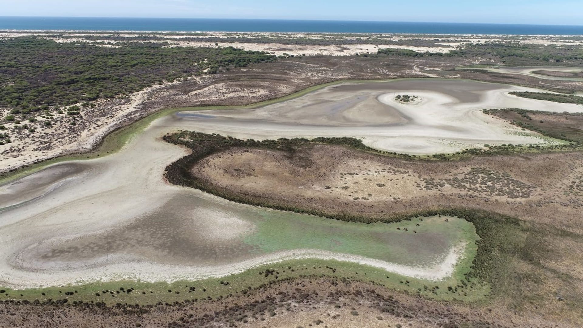 Feuchtgebiet Coto de Doñana ausgetrocknet