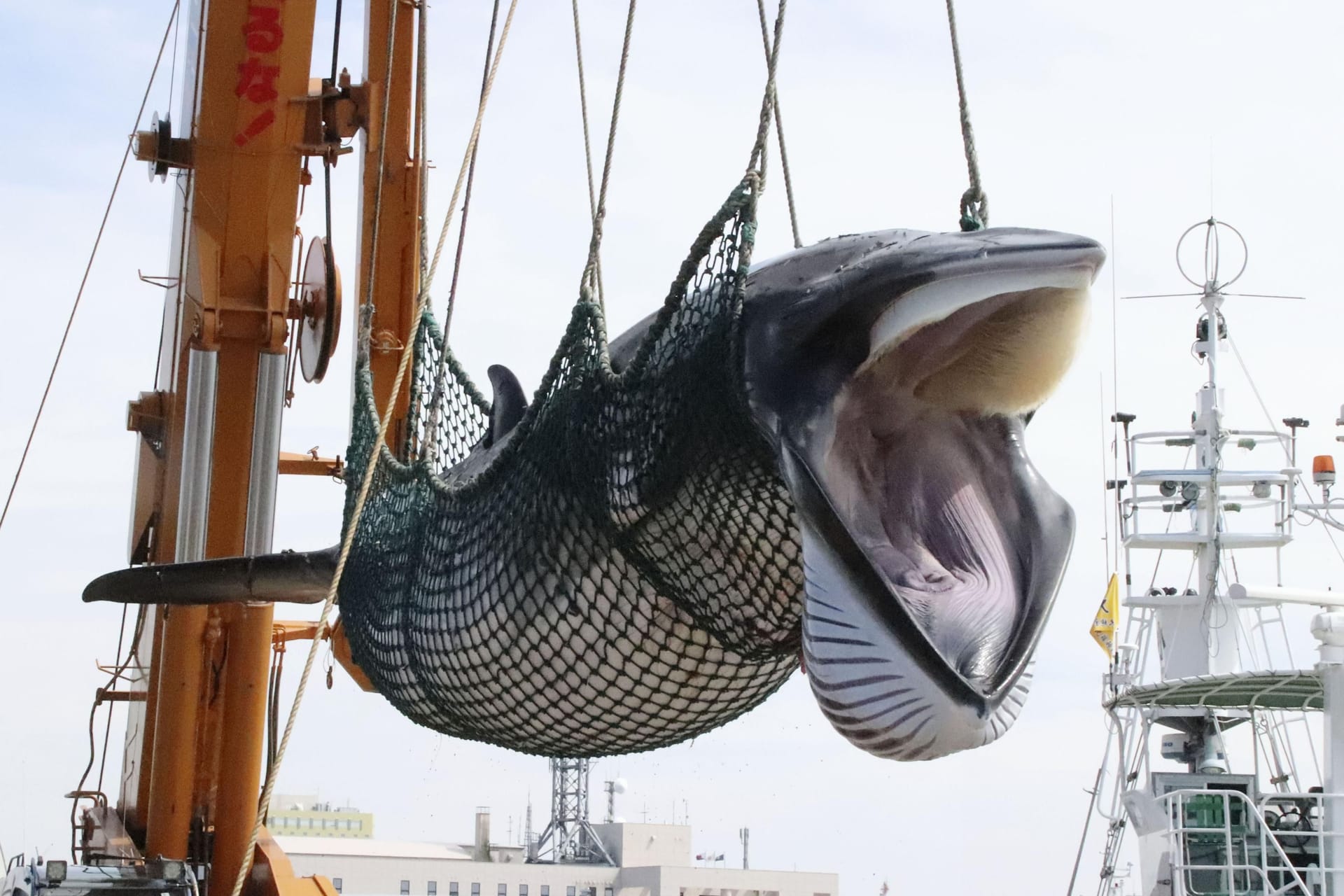 Ein Zwergwal wird im Hafen von Kushiro in Japan von einem Schiff gelöscht (Archivbild): Das Land trat 2019 aus der Internationalen Walfangkommission aus und jagt die großen Meeressäuger seitdem illegal.