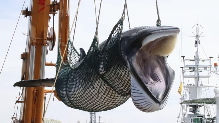 Ein Zwergwal wird im Hafen von Kushiro in Japan von einem Schiff gelöscht (Archivbild): Das Land trat 2019 aus der Internationalen Walfangkommission aus und jagt die großen Meeressäuger seitdem illegal.
