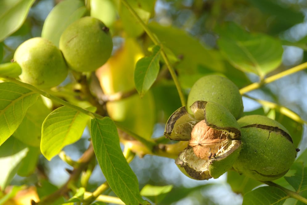 ﻿Walnussbaum pflanzen: Am besten wird der Walnussbaum Mitte April gepflanzt.