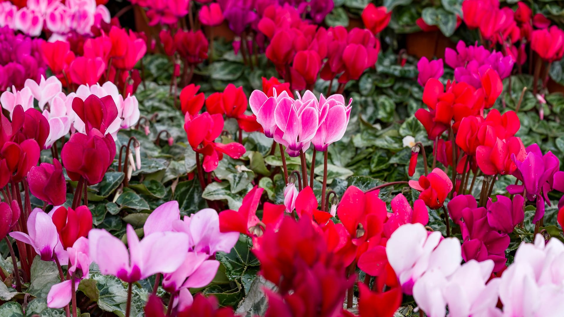 Pinke und rosa Alpenveilchen