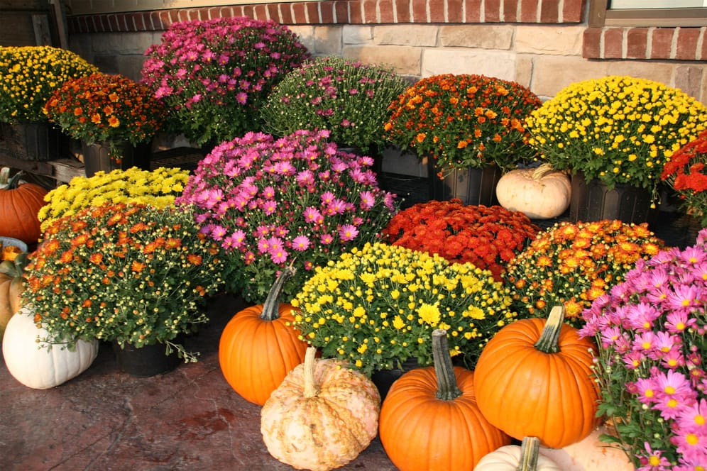 ﻿Herbstblumen: Die Jahreszeit bietet eine bunte Pflanzen- und Blumenvielfalt.