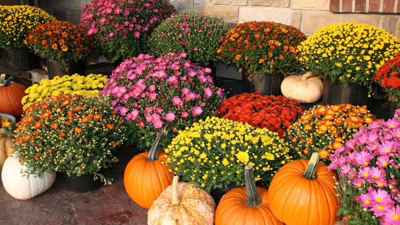 Herbstblumen: Die Jahreszeit bietet eine bunte Pflanzen- und Blumenvielfalt.