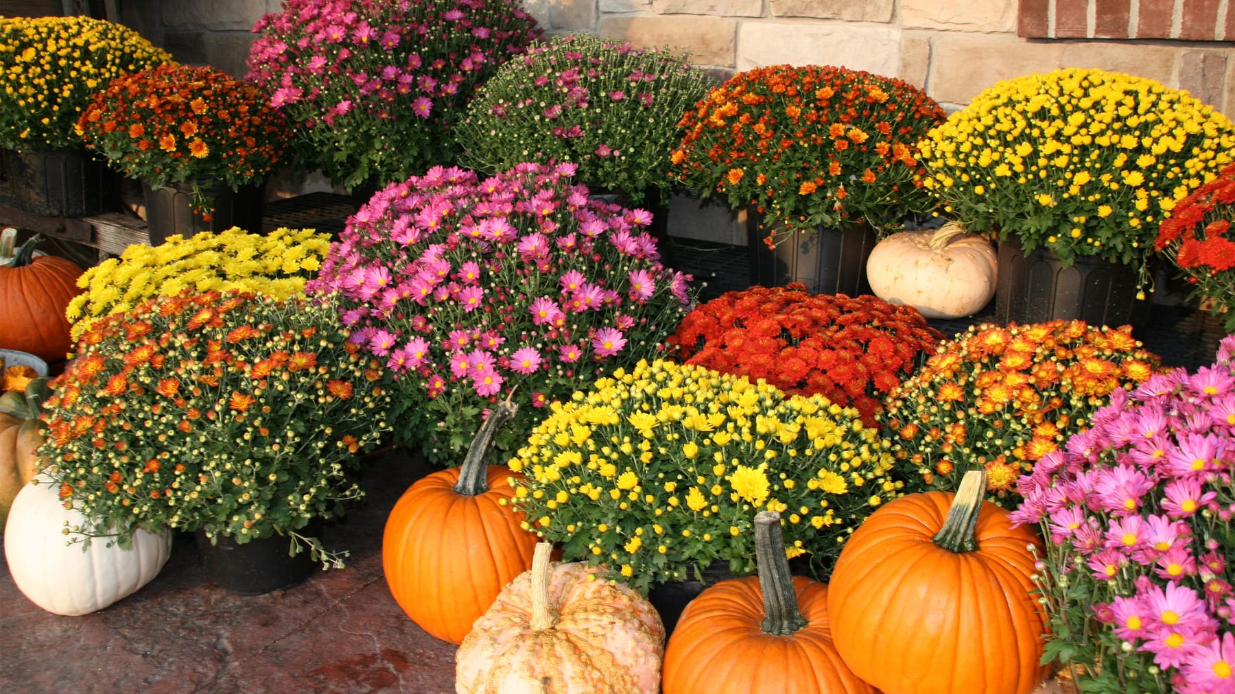 Die schönsten Herbstblumen, die Sie kennen sollten