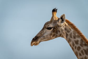 Eine Giraffe (Symbolbild) hat in Südafrika ein Mädchen getötet.