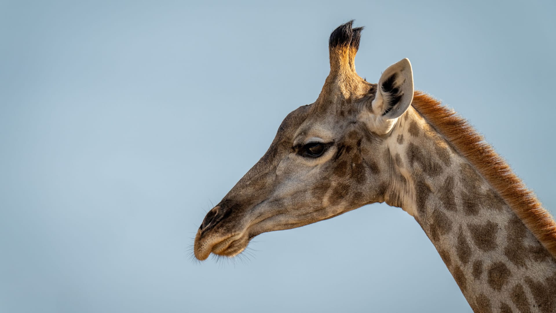 Eine Giraffe (Symbolbild) hat in Südafrika ein Mädchen getötet.