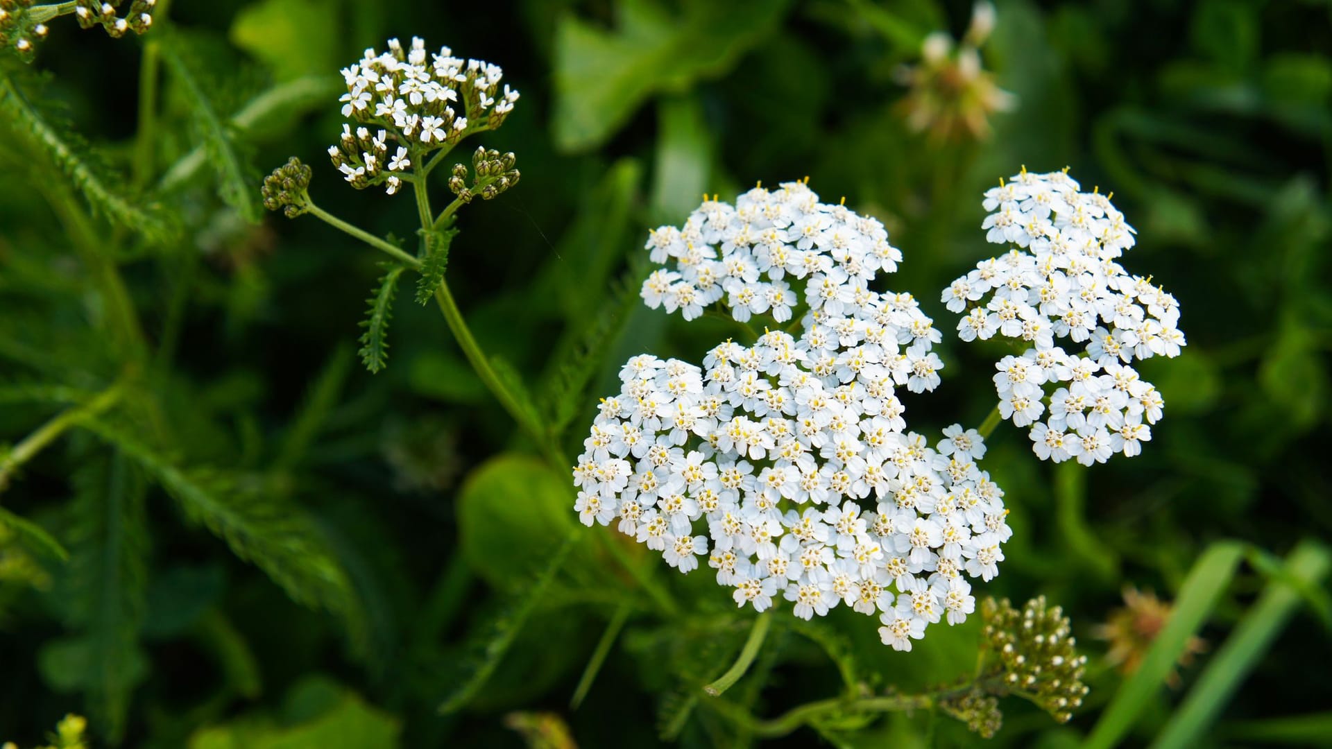 Lat. "Achillea millefolium"