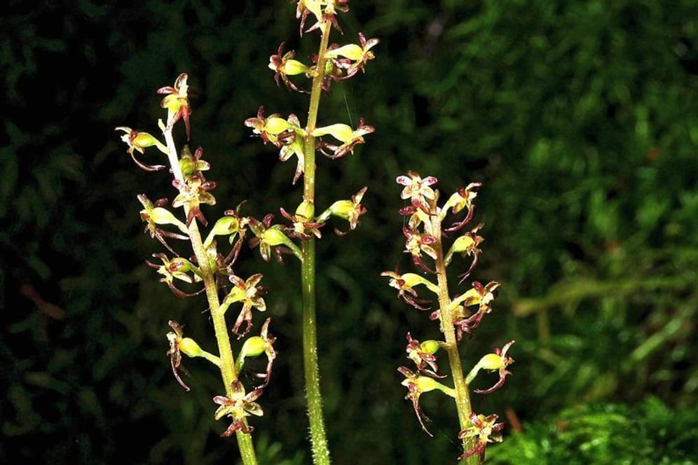 Exotische Pflanze: Das "Herzblättrige Zweiblatt" ist zur Orchidee des Jahres 2023 gewählt worden.