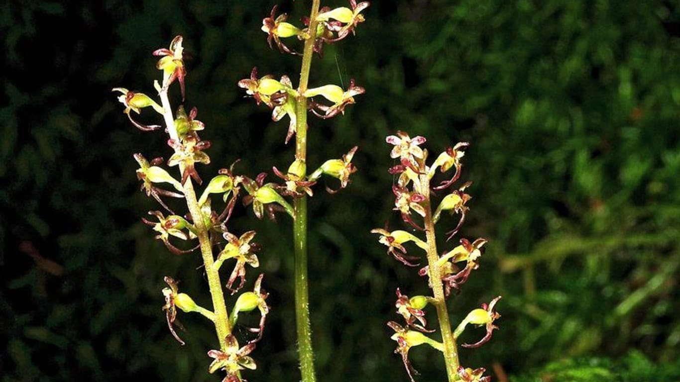 Exotische Pflanze: Das "Herzblättrige Zweiblatt" ist zur Orchidee des Jahres 2023 gewählt worden.