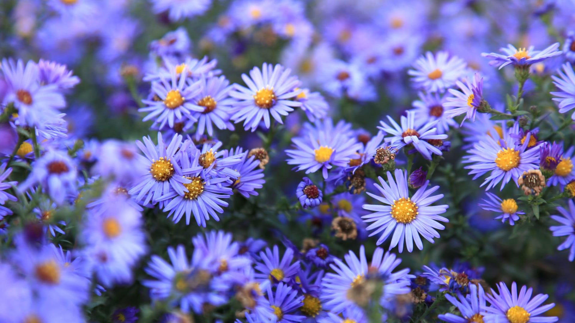 Lat. "Aster" aus der Familie der Korbblütler.