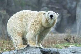 Eisbärin Nora war eine der beliebtesten Zootiere des Tierparks Schönbrunn.