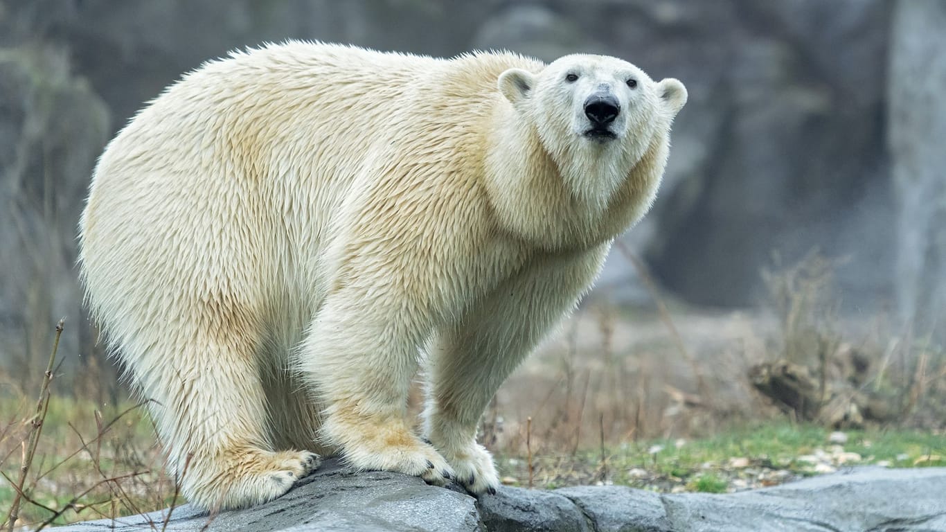 Eisbärin Nora war eine der beliebtesten Zootiere des Tierparks Schönbrunn.