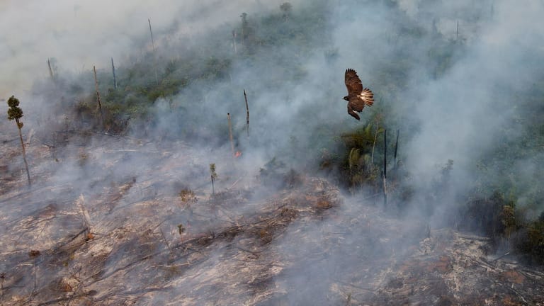 Feuer im Regenwald (Archivbild): Unter Bolsonaro nahmen die unkontrollierten Waldbrände im brasilianischen Amazonas stark zu – häufig als Resultat von Brandrodungen.