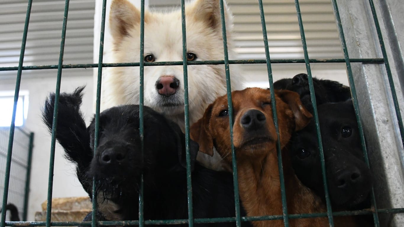 Hunde in einem Tierheim (Archivbild): Die Tierarztkosten sind kaum zu stemmen.