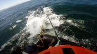 Helfer starten Rettungsaktion für Wal