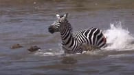 Fünf Krokodile gehen auf Zebra los