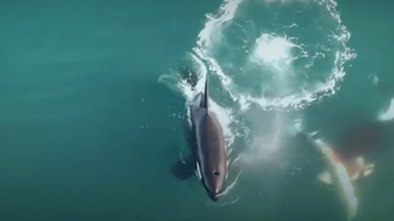 Luftaufnahmen zeigen, wie Orcas Jagd auf weiße Haie machen.