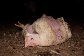 Ein Lidl-Zulieferer hält Hühner offenbar unter katastrophalen Bedingungen.