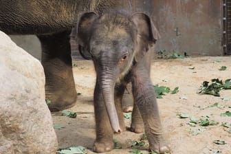 Name für Elefantenjunges gesucht: Der Sohn von Pantha und Voi Nam im Leipziger Zoo soll endlich einen Namen erhalten