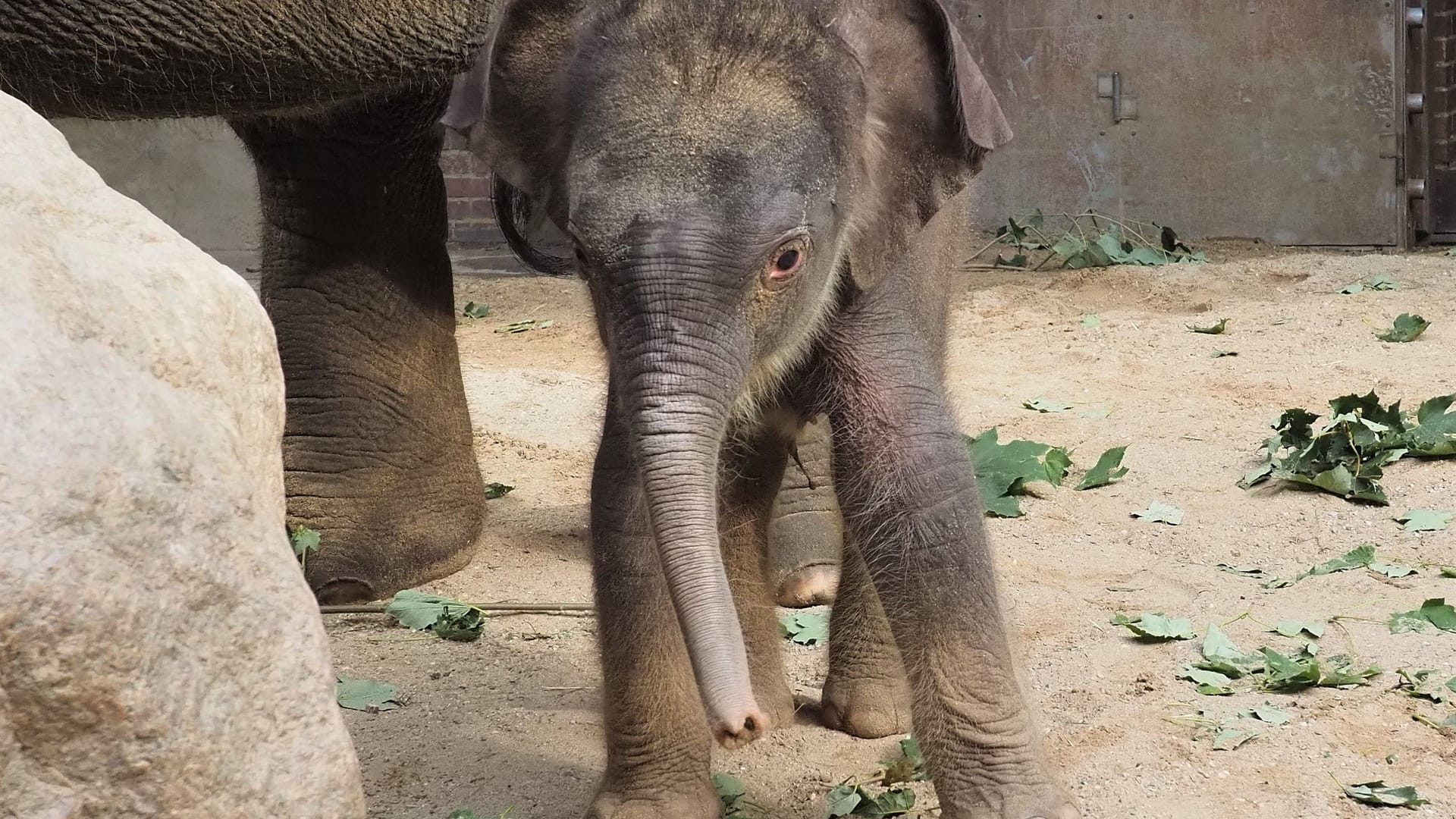 Name für Elefantenjunges gesucht: Der Sohn von Pantha und Voi Nam im Leipziger Zoo soll endlich einen Namen erhalten