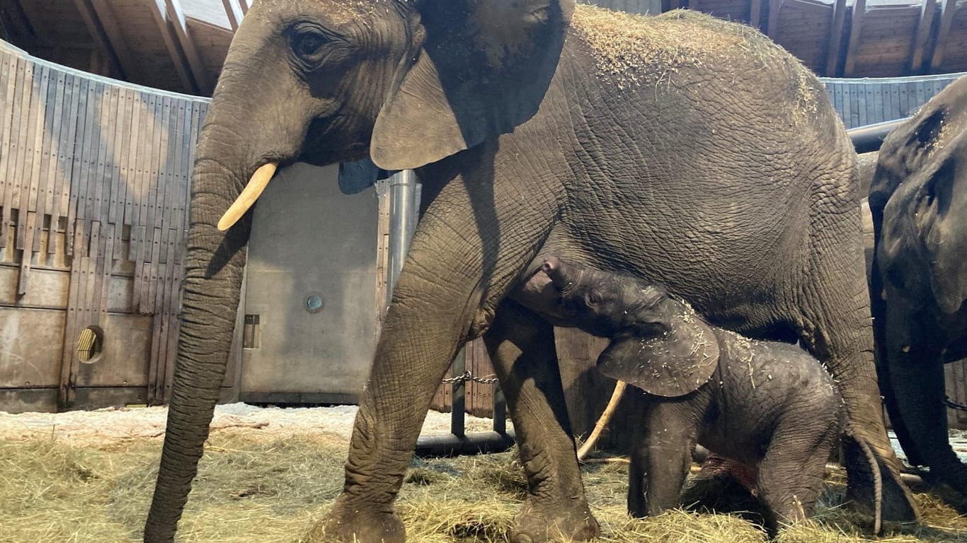 Im Wuppertaler Zoo herrscht Freude über den Elefanten-Nachwuchs.