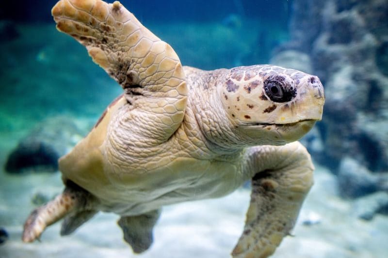 Die Unechte Karettschildkröte "Poldi" schwimmt durch ein Wasserbecken im Aquarium Wilhelmshaven (Archivbild).