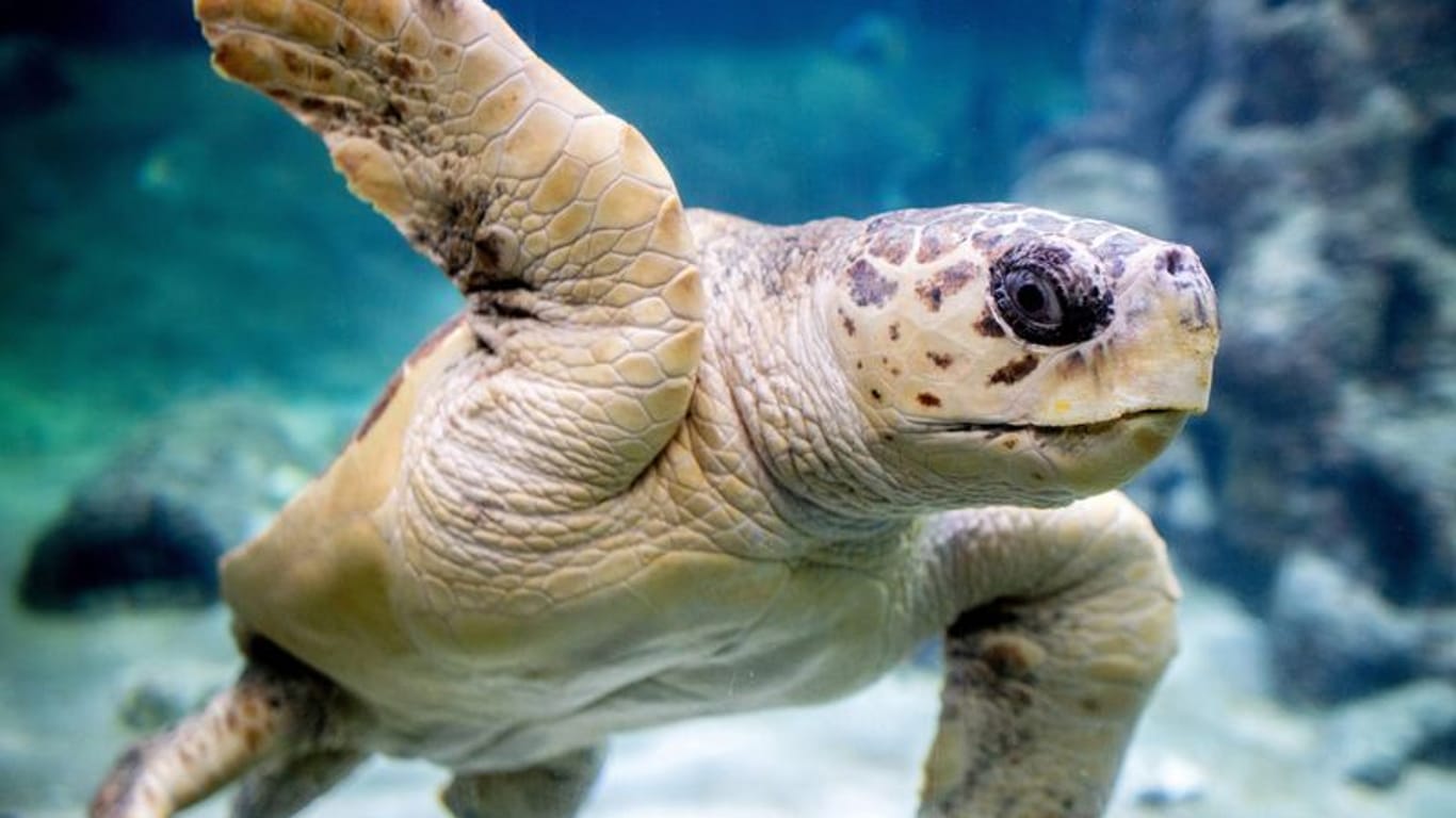 Die Unechte Karettschildkröte "Poldi" schwimmt durch ein Wasserbecken im Aquarium Wilhelmshaven (Archivbild).
