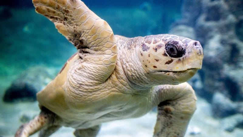 Die Unechte Karettschildkröte "Poldi" schwimmt durch ein Wasserbecken im Aquarium Wilhelmshaven (Archivbild).