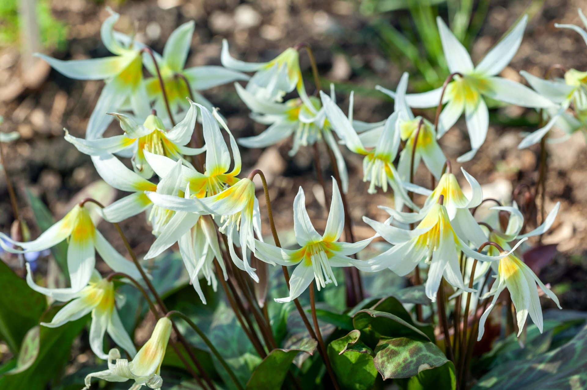Hundszahn: Die weißen Blüten kann man im Garten vom April bis Mai beobachten.