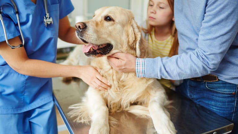 Ein Tierarzt sollte aufgesucht werden, wenn sich das allgemeine Wohlbefinden des Hundes verändert.
